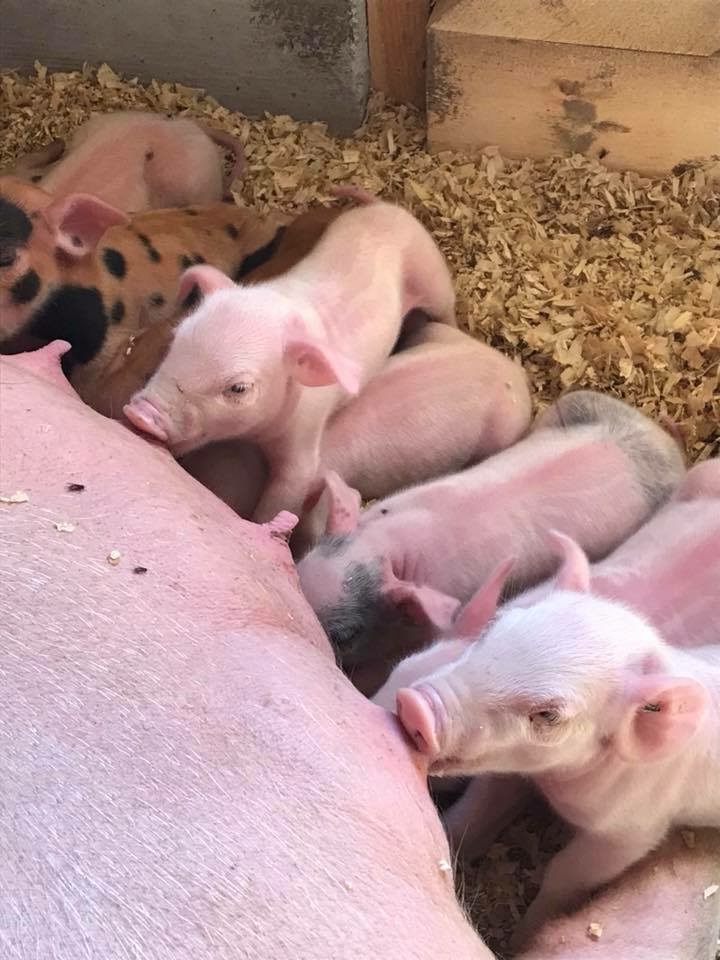 Rosien Farm | 1434 McLachlan Rd, White Lake, ON K0A 3L0, Canada | Phone: (613) 913-5009
