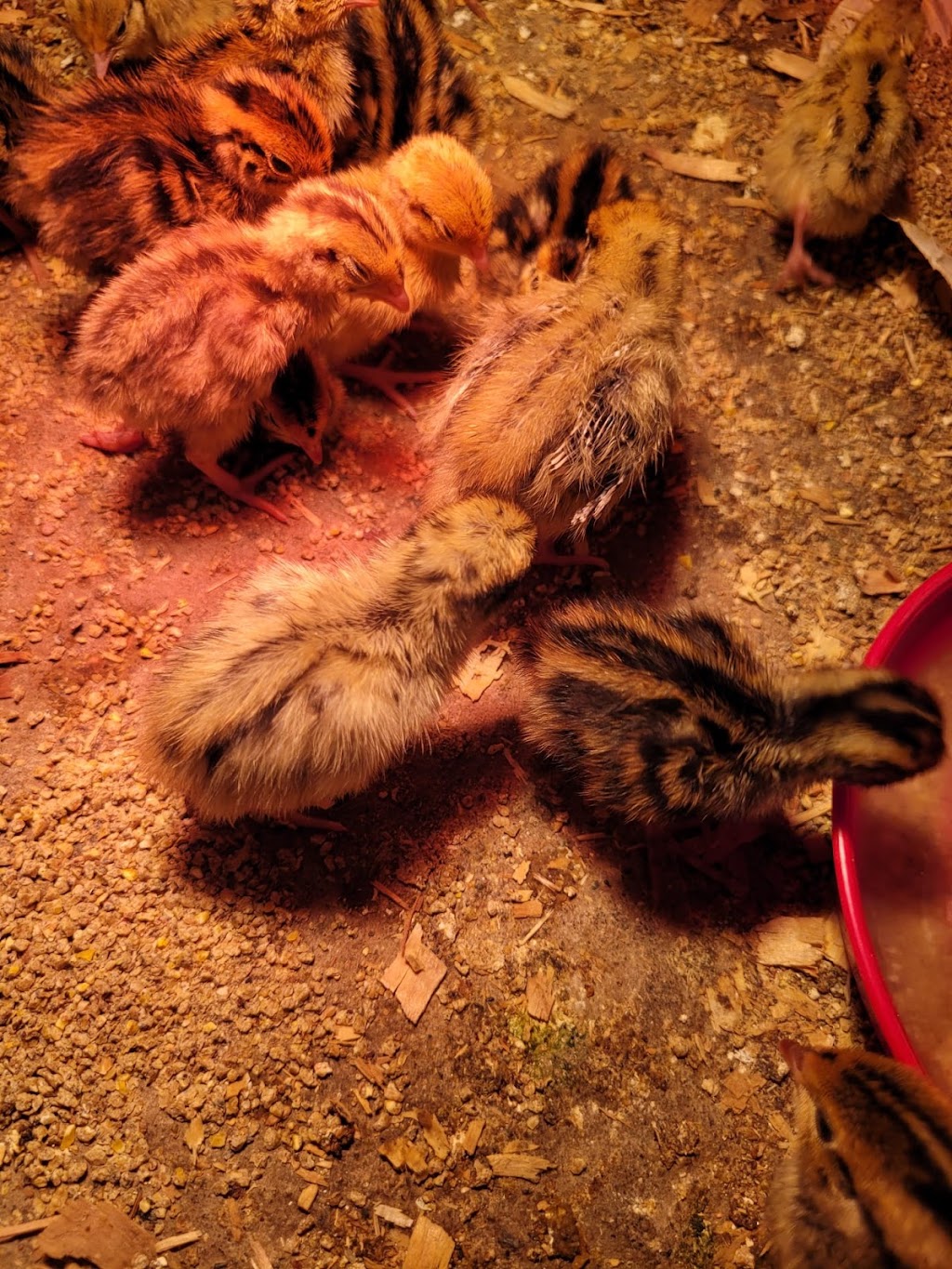 Borna National Farms LTD | 52844 Yale Rd, Rosedale, BC V0X 1X1, Canada | Phone: (604) 721-6264
