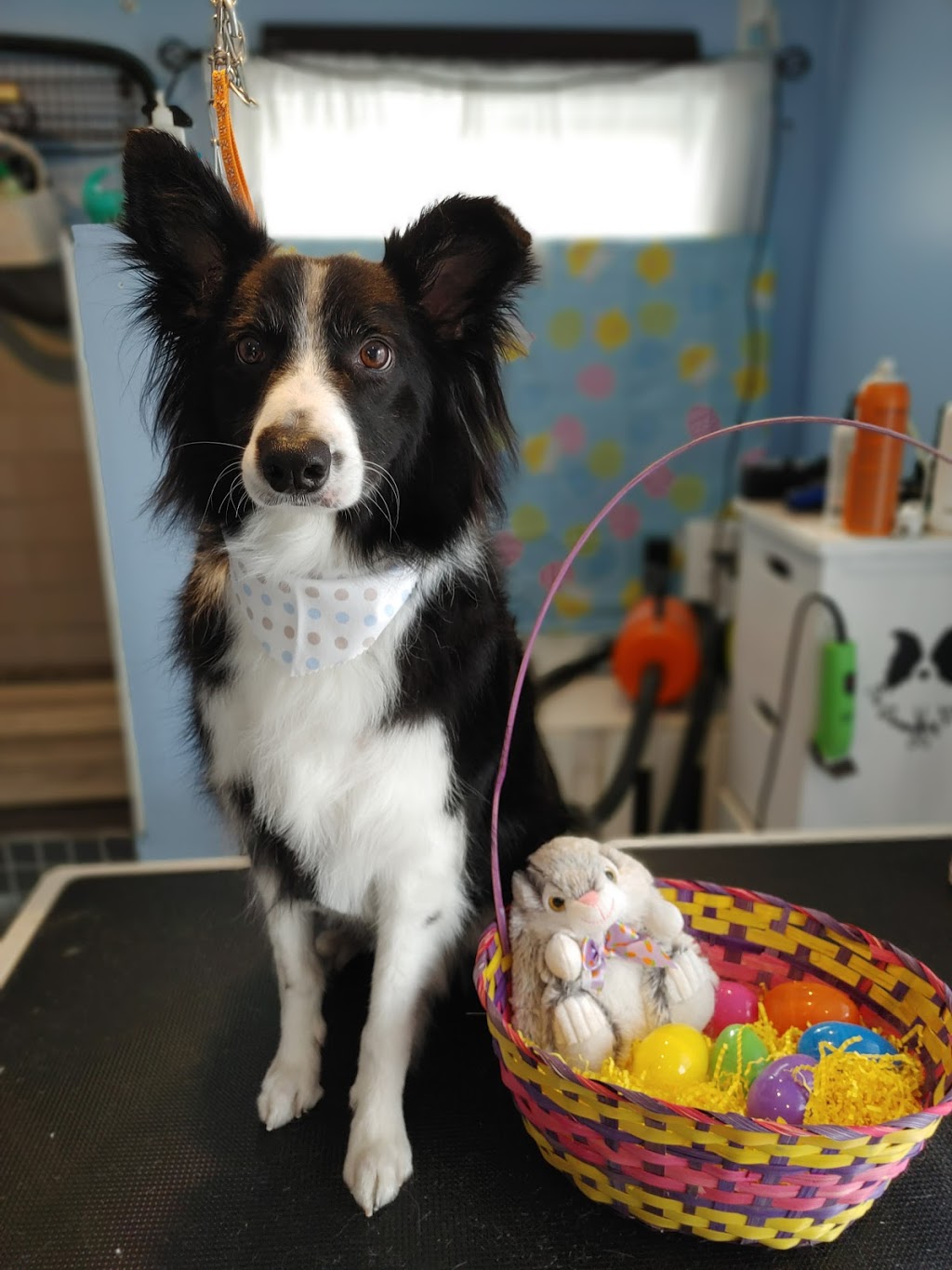 The Grooming Laydee | 7284 County 50 Rd W, Harrow, ON N0R 1G0, Canada | Phone: (226) 202-0428