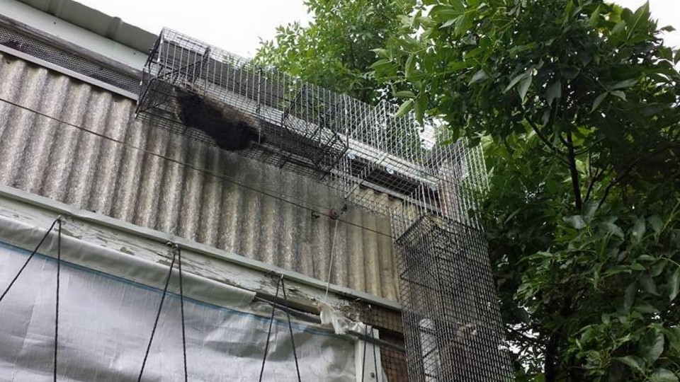 Toronto Animal Exterminator | 873 Jane St, York, ON M6N 4C4, Canada | Phone: (647) 670-0726