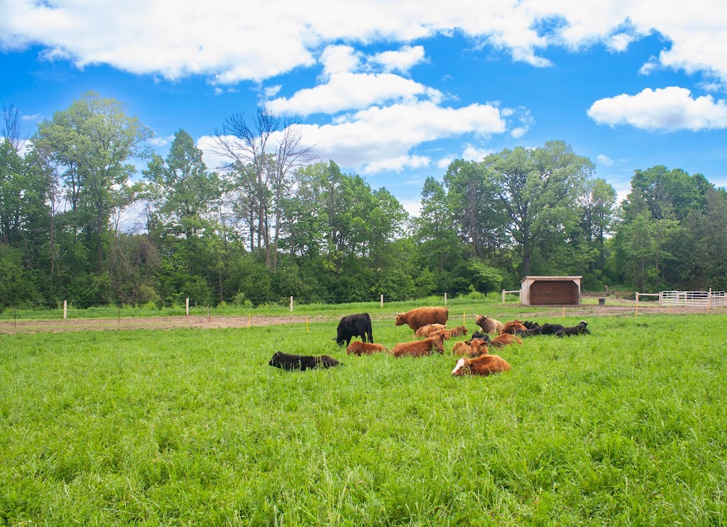 MC Cattle Co | 5897 2 Line E #5896, Ariss, ON N0B 1B0, Canada | Phone: (519) 362-7326