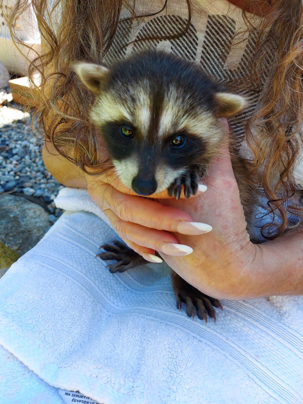 Coastal wildlife rescue and conflict resources services | 7871 Redrooffs Rd, Halfmoon Bay, BC V0N 1Y1, Canada | Phone: (604) 399-8502
