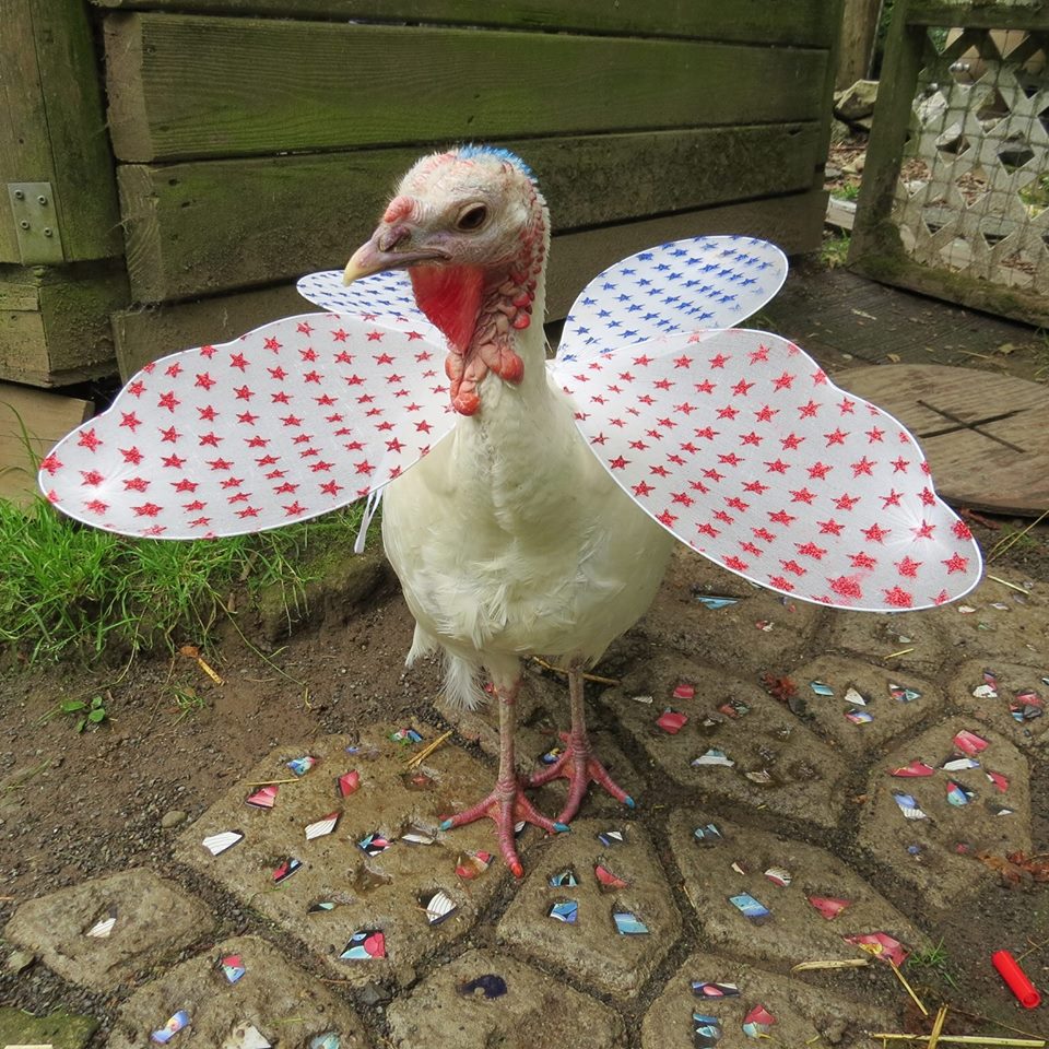 Portal Way Farm And Garden | 6100 Portal Way, Ferndale, WA 98248, USA | Phone: (360) 384-3688