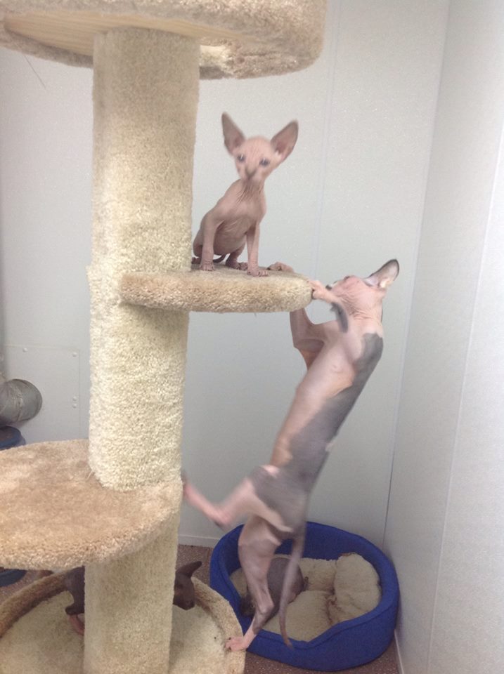 Sphynx Canada Cattery | 1439 S Cameron Blvd, Windsor, ON N9B 3C8, Canada | Phone: (519) 791-7922