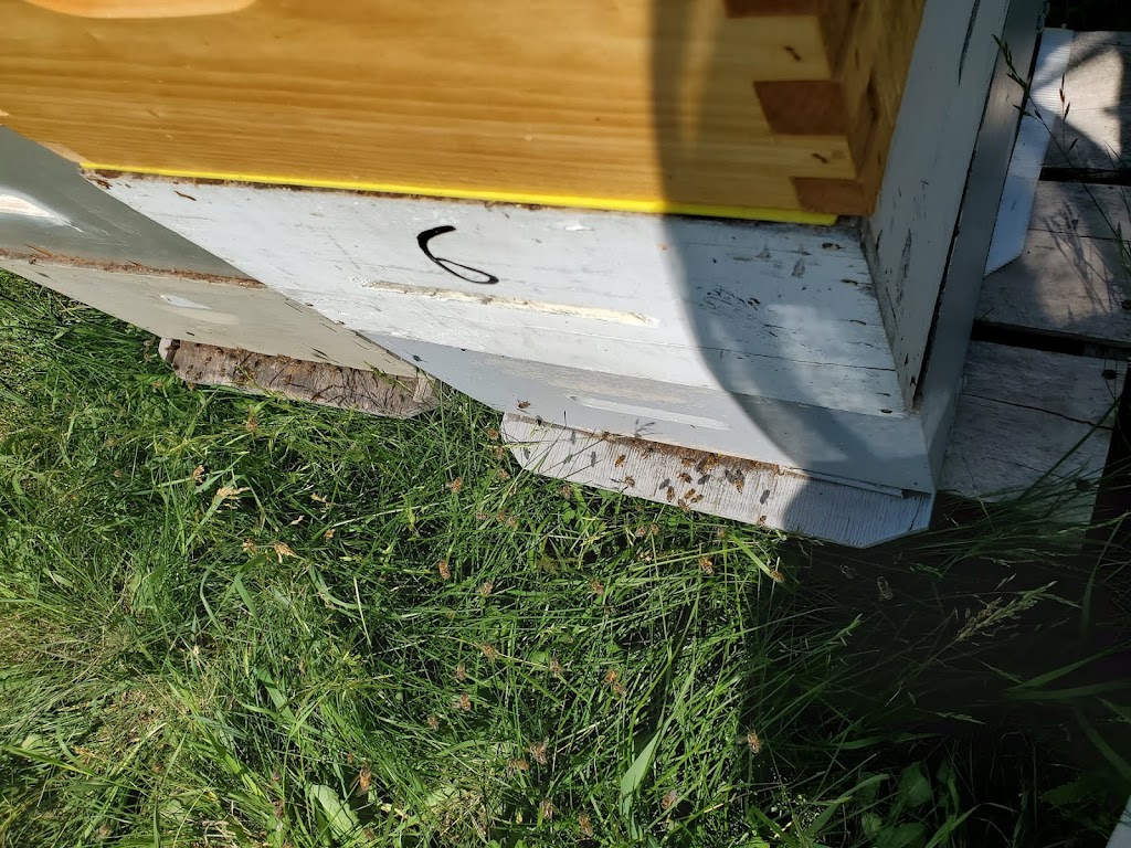 Sandilands Apiary | 48112 Provincial Trunk Hwy 12, Zhoda, MB R0A 2P0, Canada | Phone: (204) 408-4250