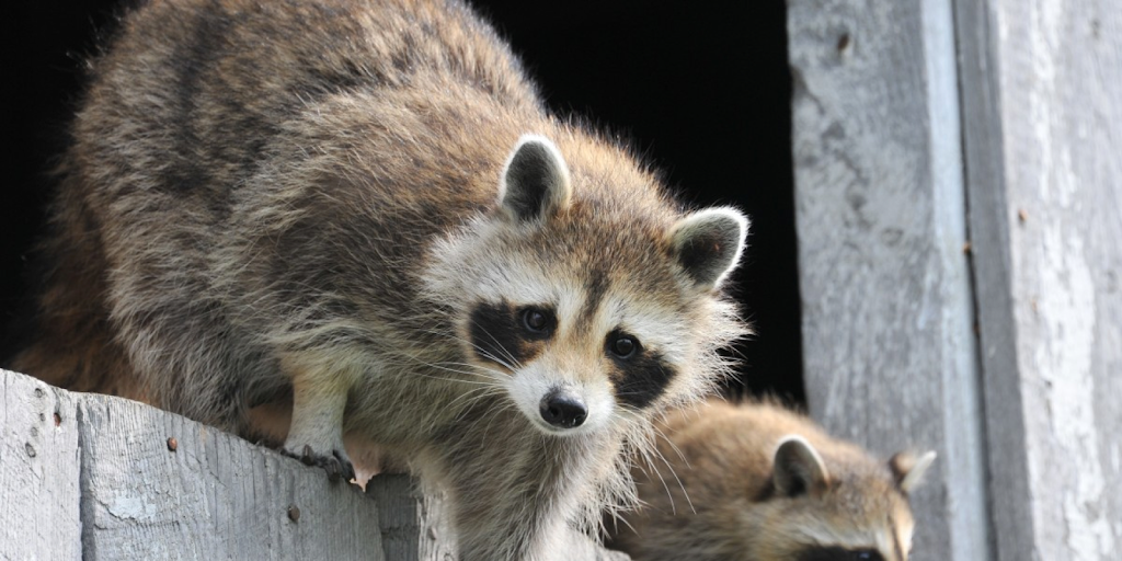 Freedom Wildlife Animal Removal Services | 33 Robinson St, Hamilton, ON L8P 1Y8, Canada | Phone: (905) 741-1195