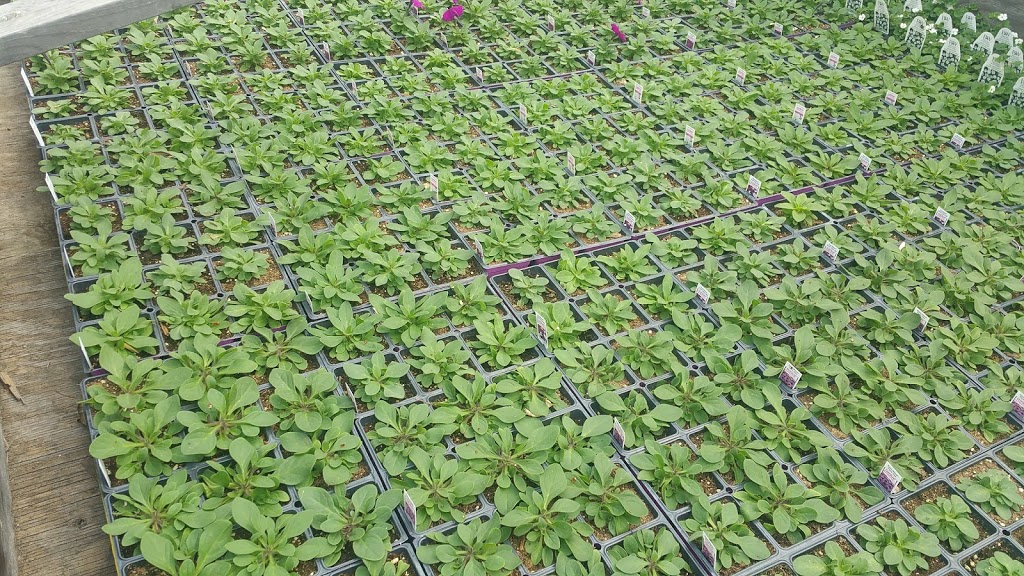 Doorns Greenhouse | NE-1-16-20 W2 (8km South of Regina on Highway, Sherwood No. 159, SK S0G 4G0, Canada | Phone: (306) 586-5791