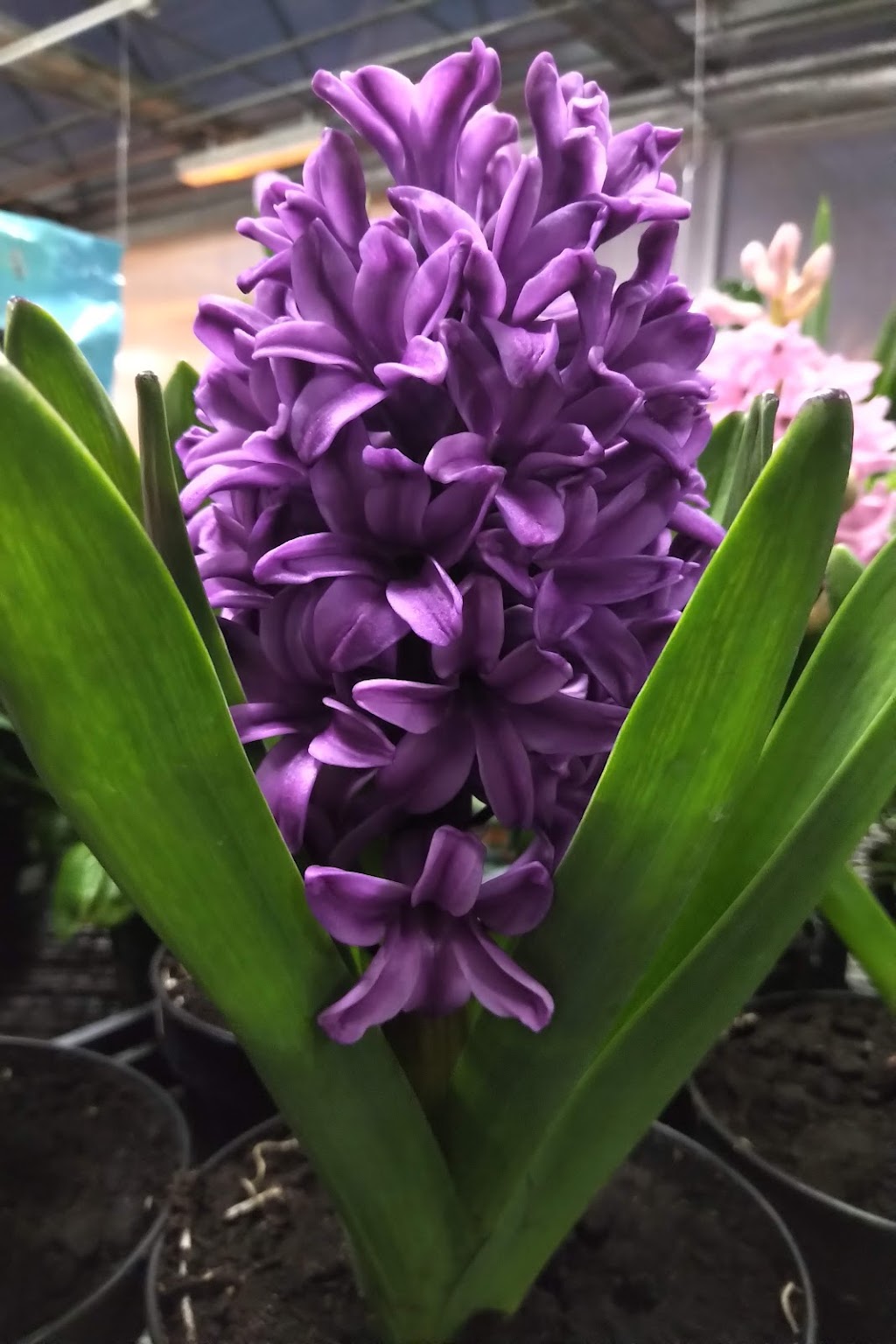 Centre De Formation Horticole De Laval | 1051 Croissant Pierre Bédard, Laval, QC H7E 1Y8, Canada | Phone: (450) 662-7000 ext. 2200