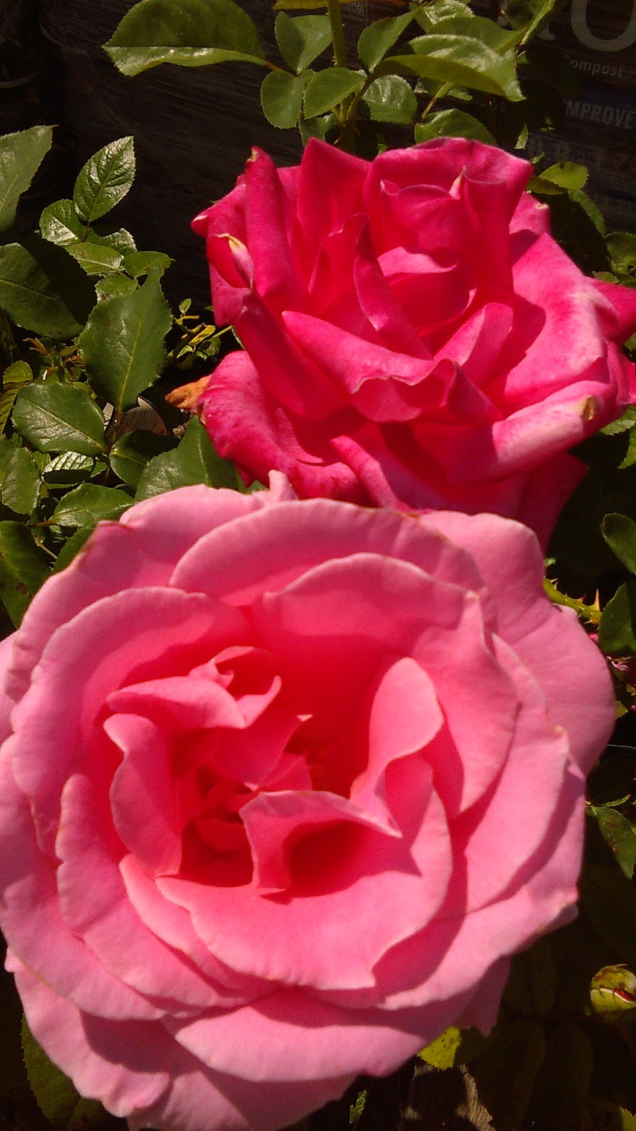 Perennials The Valley | 1960 Chemin New Erin, Godmanchester, QC J0S 1H0, Canada | Phone: (450) 801-8165
