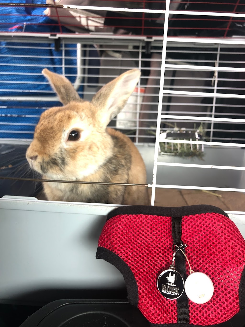 Pet food RDL | 164a Rue Fraser, Rivière-du-Loup, QC G5R 1C8, Canada | Phone: (418) 867-5997