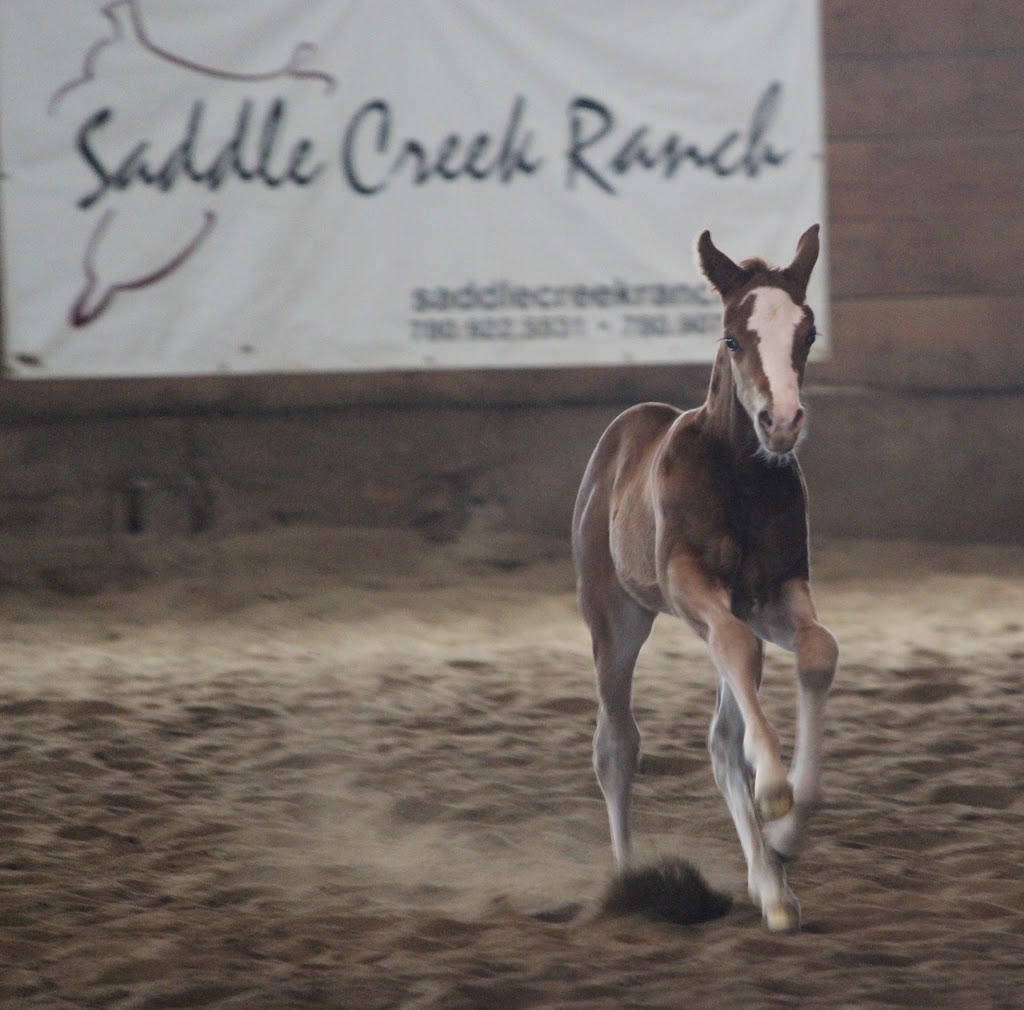 Saddle Creek Ranch Ltd | 22347 Wye Rd, Sherwood Park, AB T8C 1H7, Canada | Phone: (780) 907-9577
