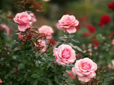 Rambling Rose Nursery | 528 Wesley Acres Rd, Bloomfield, ON K0K 1G0, Canada | Phone: (613) 393-1828