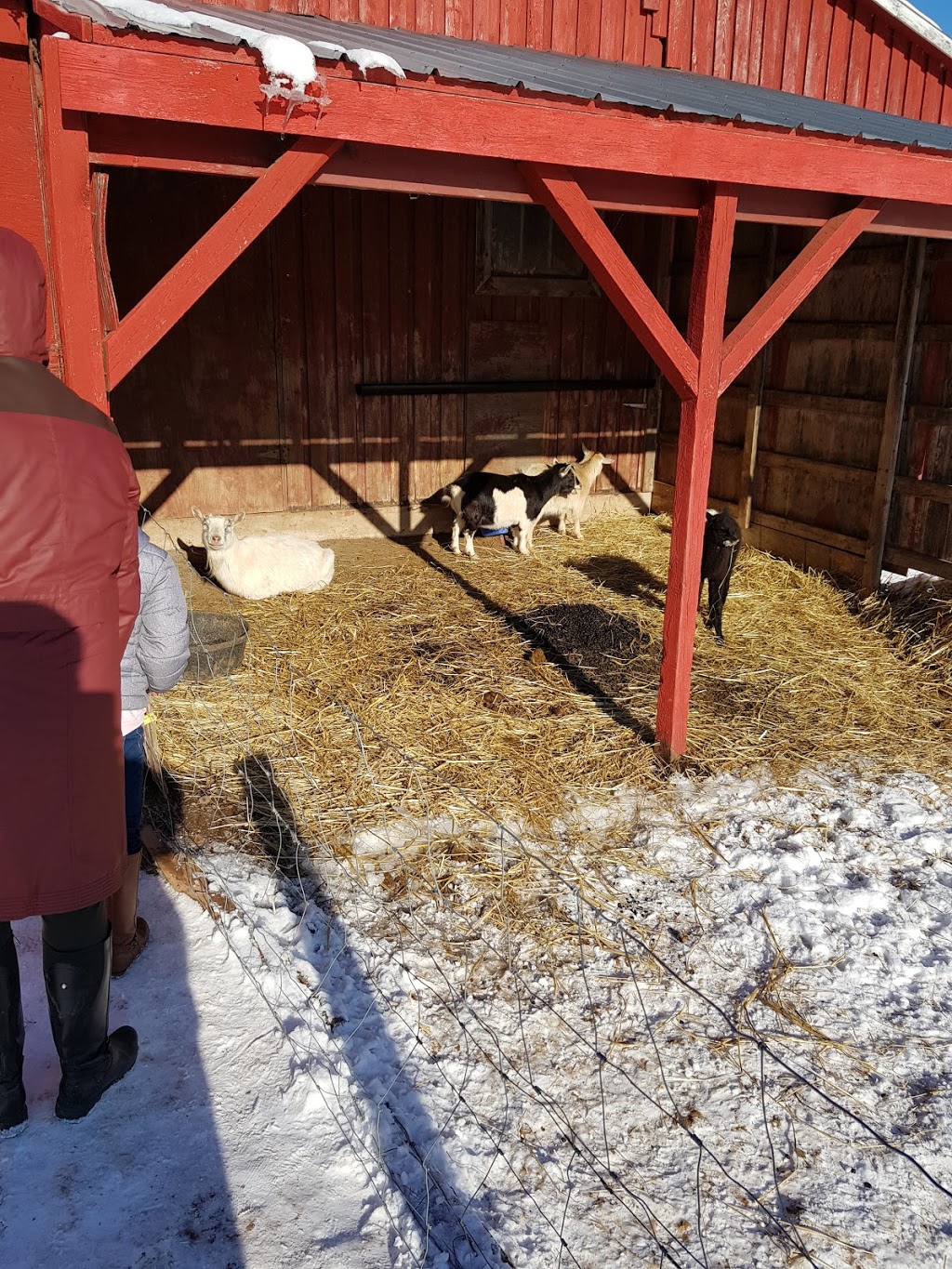 Yuletide Christmas Tree Farm | 1970 Coverdale Rd, Upper Coverdale, NB E1J 1Y9, Canada | Phone: (506) 372-9522