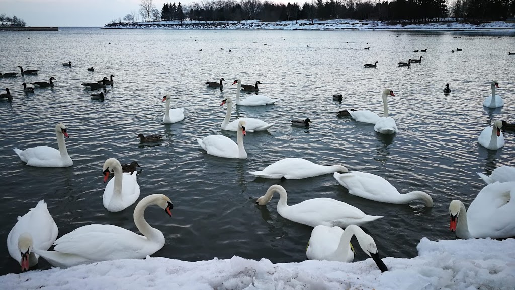 Lakefront Promenade Park Nice | Lakeview, Mississauga, ON L5G, Canada