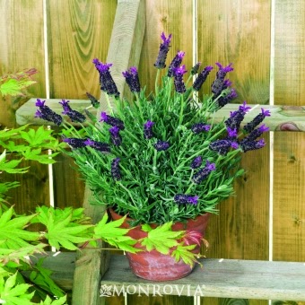 Pride of Place Plants | 6110 Old East Rd, Victoria, BC V8Y 1V6, Canada | Phone: (250) 652-6713