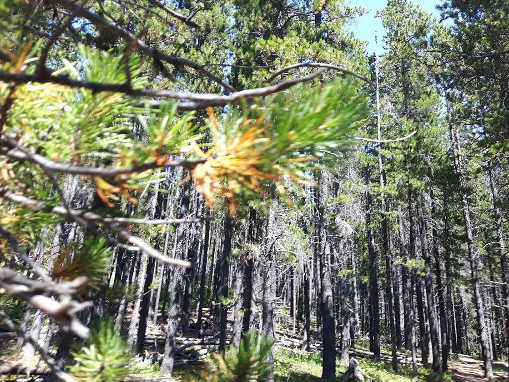 Baruchs Corner | Ranger Summit, Bragg Creek, AB T0L 0K0, Canada