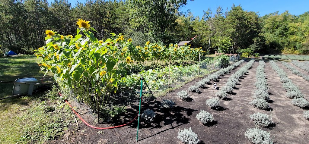 Lavender Hives | 8499 Goosemarsh Line, Grand Bend, ON N0M 1T0, Canada | Phone: (226) 926-2820