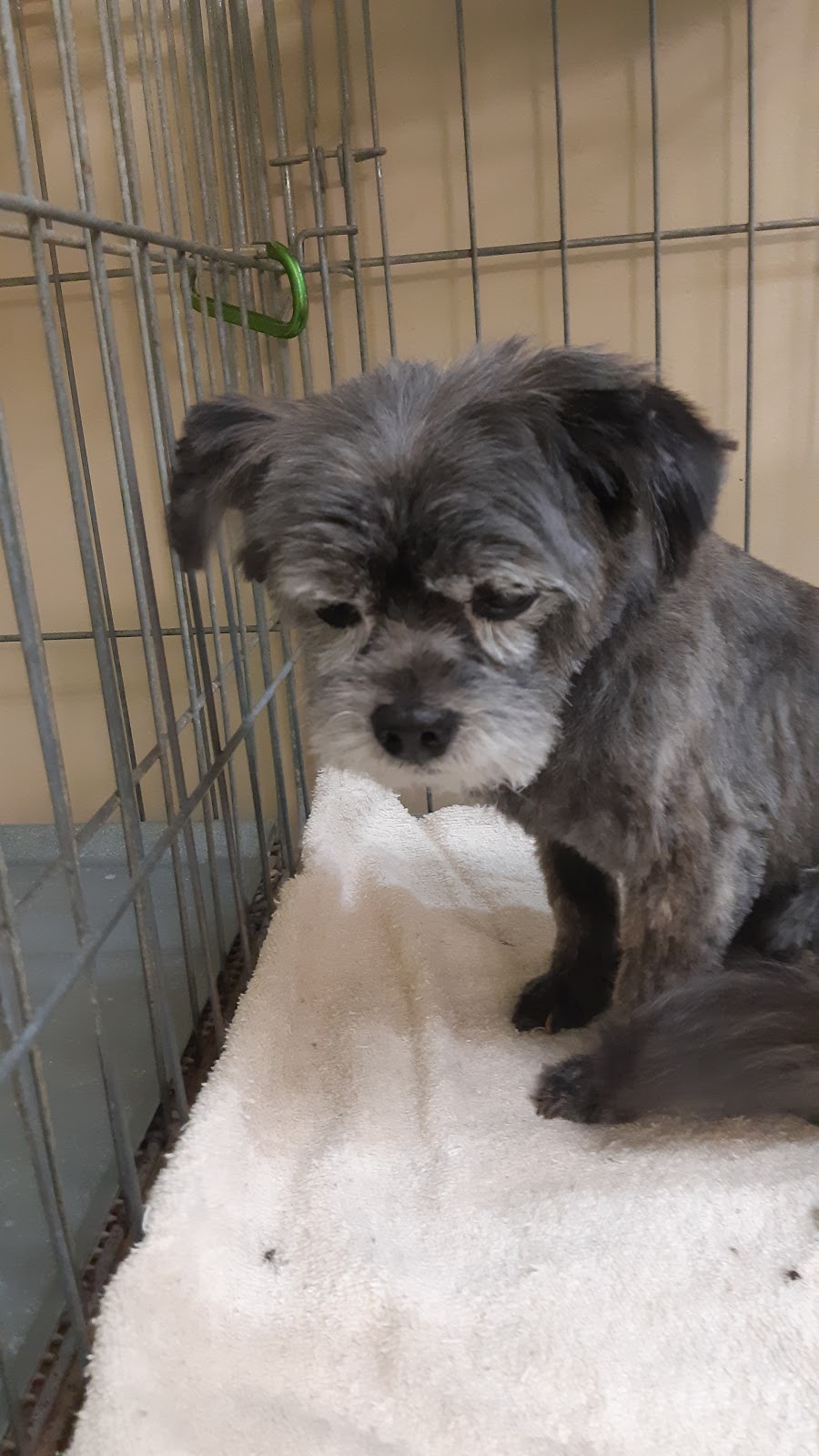 FurBaby Essentials | 131 ON-60, Huntsville, ON P1H 1C2, Canada | Phone: (705) 706-4210