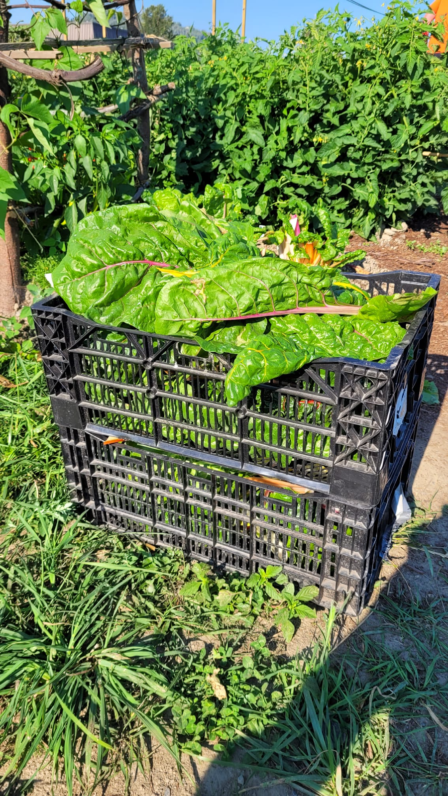 Community Roots Garden | 44825 Wolfe Rd, Chilliwack, BC V2P 8A8, Canada | Phone: (604) 701-4944