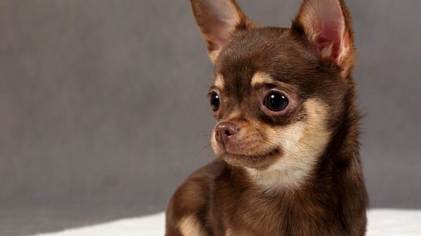 Ventes Animales | 12 Rue de Lindoso, Blainville, QC J7B 1Z6, Canada | Phone: (514) 607-1337