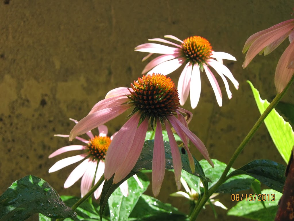 Herbs n More | 17 Main St N, Milverton, ON N0K, Canada | Phone: (519) 595-4372