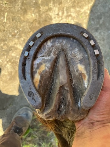 HS Farrier Service | 5711 Line 3 N, Moonstone, ON L4R 4K3, Canada | Phone: (705) 796-6547