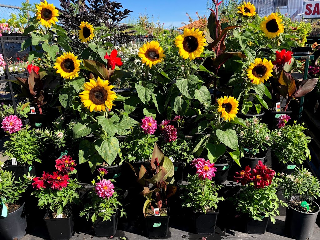 Michell Valley Plants | 2451 Island View Rd, Saanichton, BC V8M 1W3, Canada | Phone: (250) 886-0494