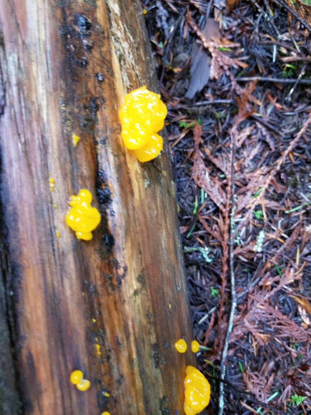 Blinkhorn Nature Park | 1194 Kangaroo Rd, Victoria, BC V9C 4C9, Canada