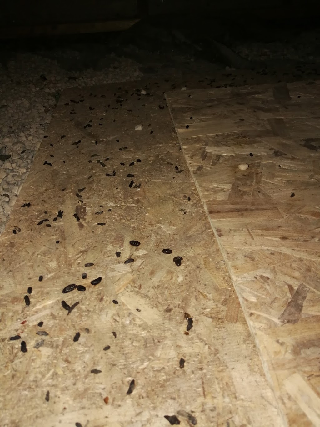 All Corners Pest Control | 265 Barton Street #33F, Stoney Creek, ON L8E 2K4, Canada | Phone: (905) 385-1818
