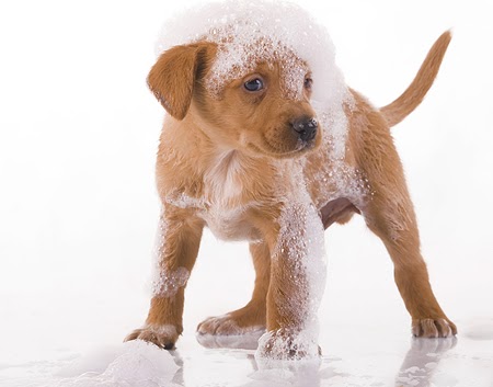 PAWsome Groomers | 3300 Gregoire Rd, Russell, ON K4R 1E5, Canada | Phone: (613) 445-3330