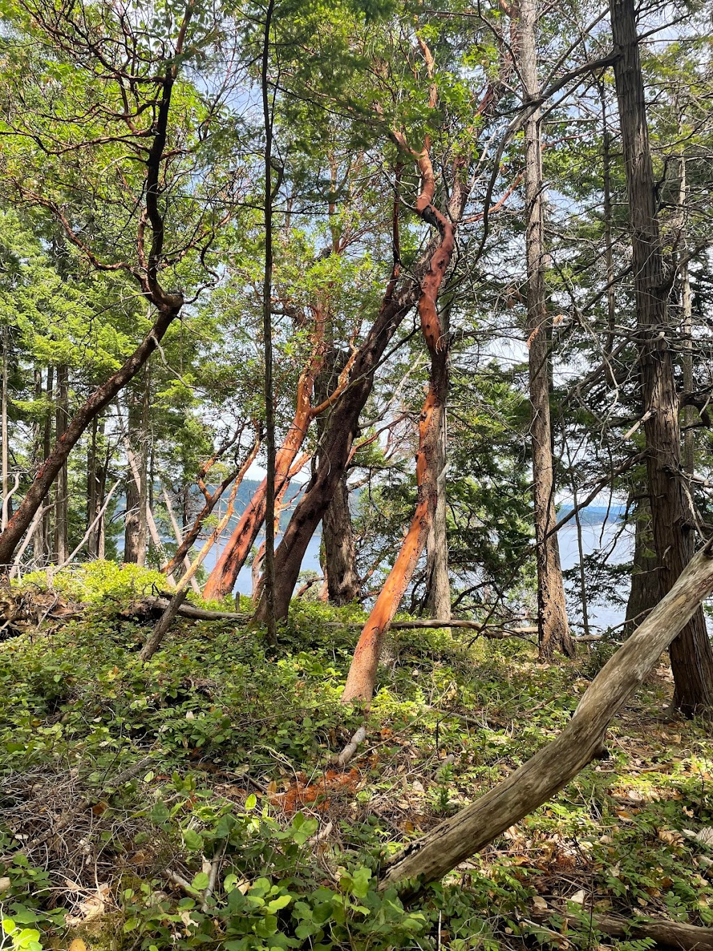 Boyle Point Provincial Park | 6890 East Rd, Denman Island, BC V0R 1T0, Canada | Phone: (250) 308-4479
