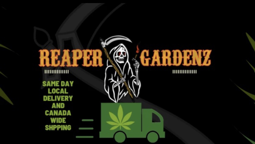 Reaper Weed Same Day Delivery Toronto | 1011 Weston Rd, York, ON M6N 3R9, Canada | Phone: (647) 924-0377