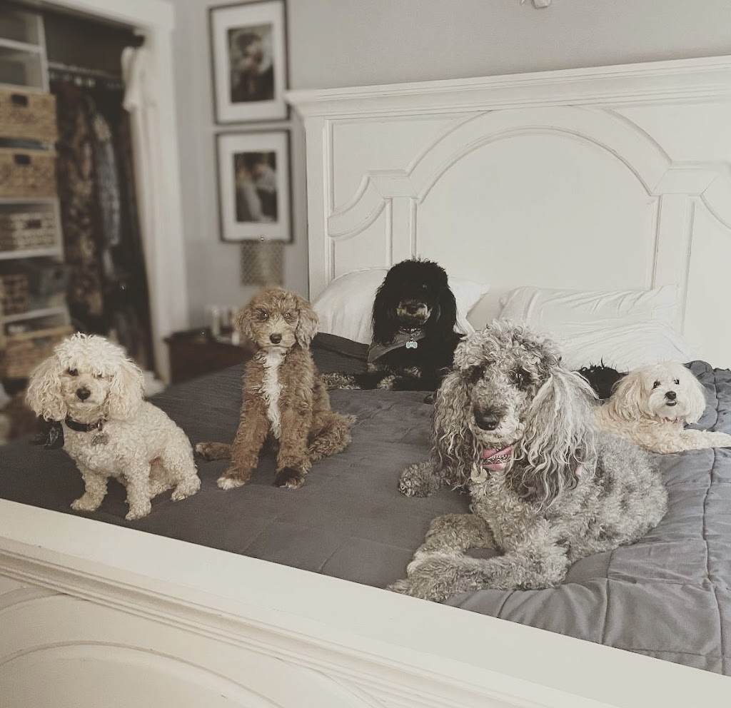 Eastern Dawn Kennels | 4884 Murray Harbour Rd, Vernon Bridge, PE C0A 2E0, Canada | Phone: (902) 651-2309