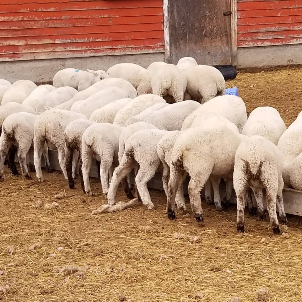 Anderson Family Sheep Ranch | 265041 Range Rd 274, ROCKY VIEW COUNTY, AB T4A 3J6, Canada | Phone: (403) 585-4887