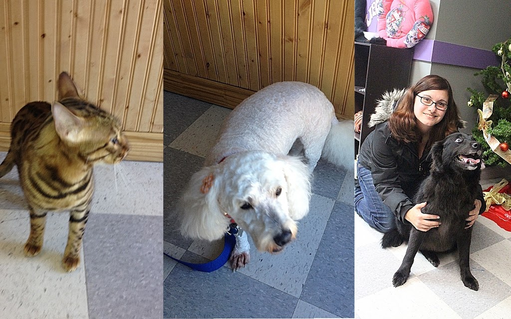 Besos Pet Salon | 1111 Cobden Rd, Ottawa, ON K2L 3M3, Canada | Phone: (613) 716-7387