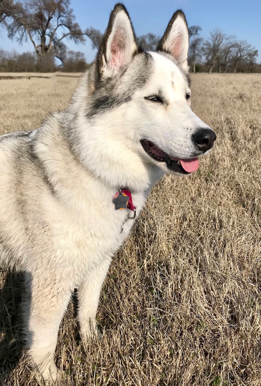 The Ontario Dog Trainer | 814 Lifford Rd, Bethany, ON L0A 1A0, Canada | Phone: (705) 277-1503
