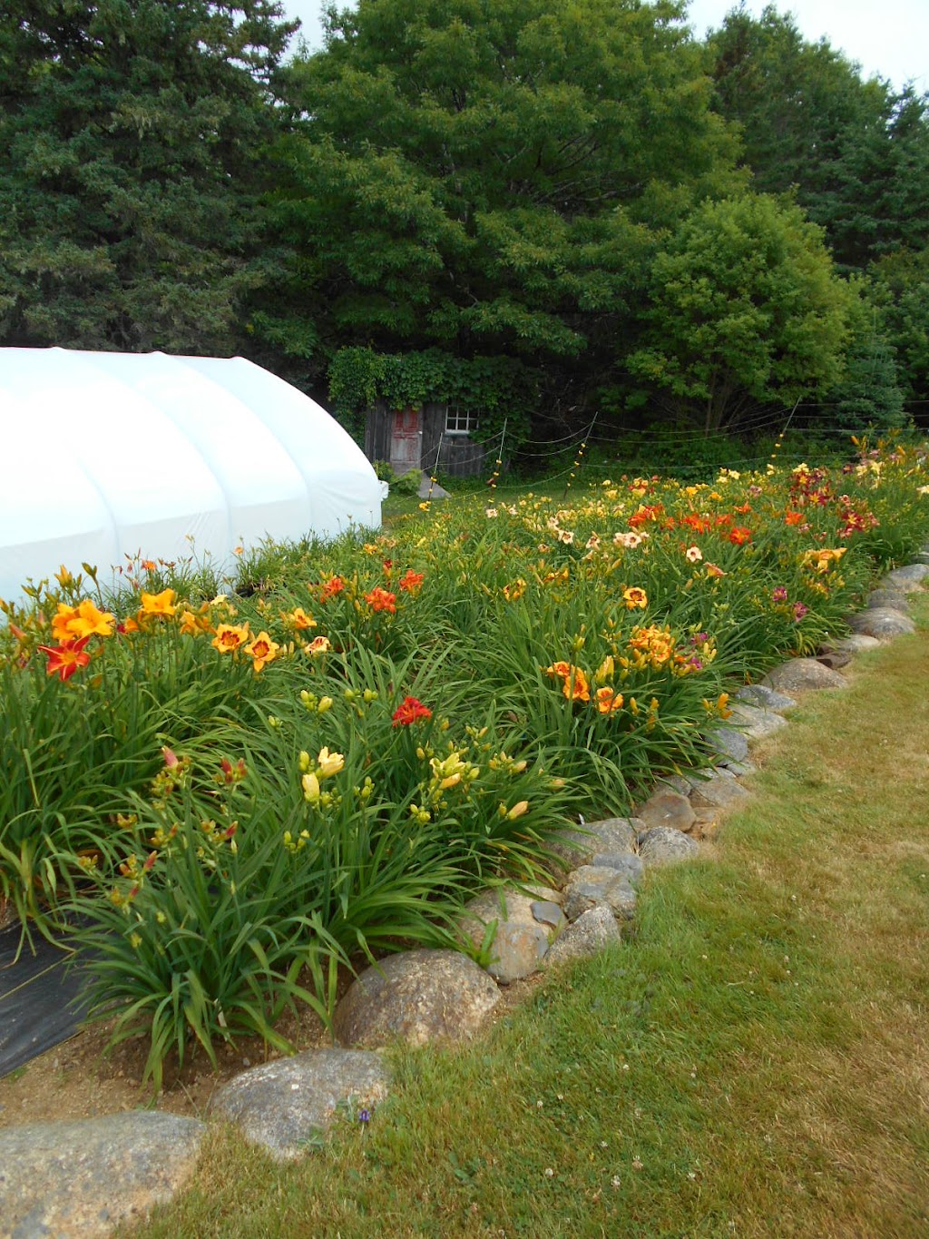 Dons Daylily Hybrids | 5538 NS-331, Petite Rivière Bridge, NS B4V 5Y9, Canada | Phone: (902) 688-1686