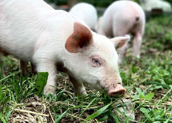 Stony Hill Farm | 26042 Hillside Rd 67N, Oakbank, MB R5R 0A1, Canada | Phone: (431) 777-5242