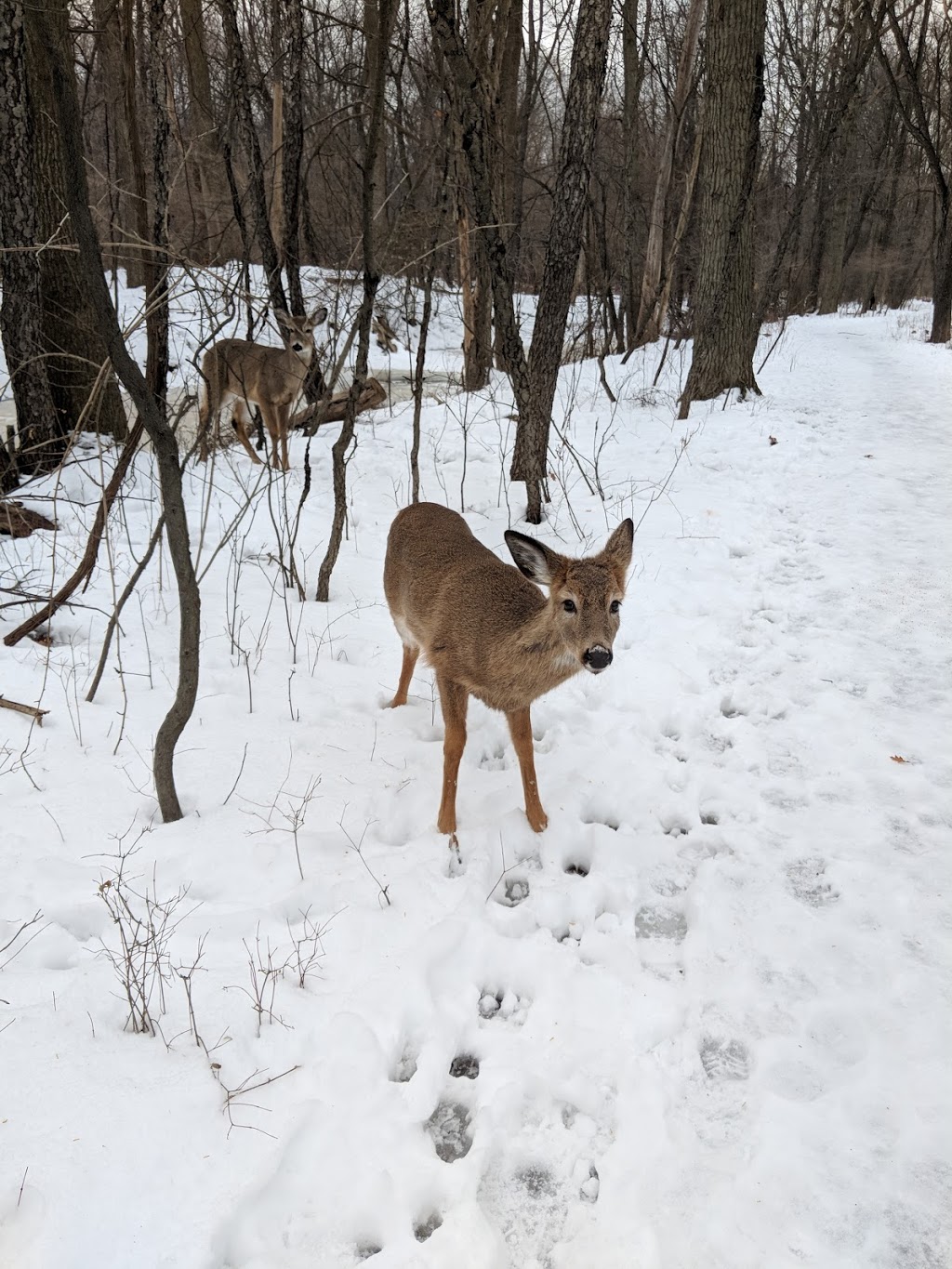 Ojibway Prairie Provincial Nature Reserve | 5200 Matchette Rd, Windsor, ON N9C 4E8, Canada | Phone: (519) 966-5852