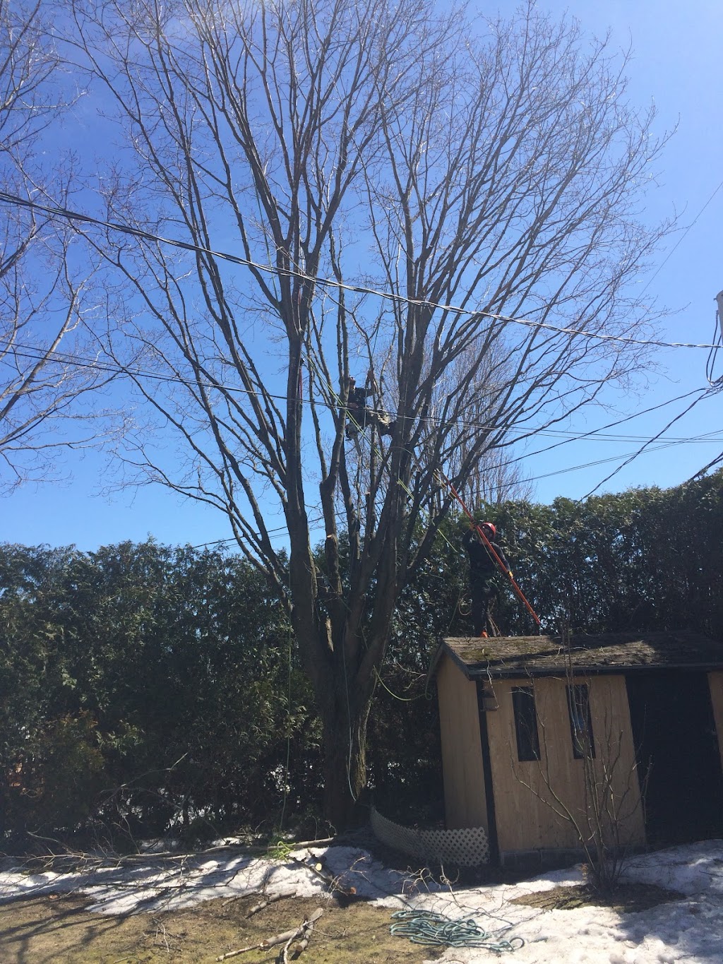 Arboriculture Thibault Inc. | 2994 Rte de lAéroport, Québec, QC G3K 1B3, Canada | Phone: (418) 657-0862