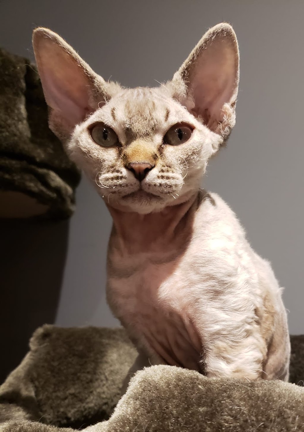 Royal Devons Cattery | 47 Carter St, Bradford, ON L3Z 0L5, Canada | Phone: (647) 294-7004