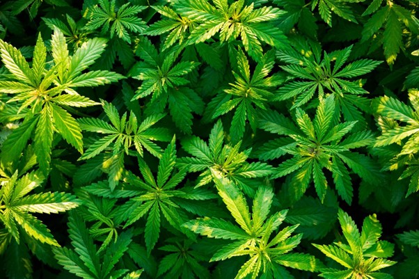 Seed & Stone Craft Cannabis | 590 Old Hope Princeton Way #300, Hope, BC V0X 1L4, Canada | Phone: (604) 869-0342
