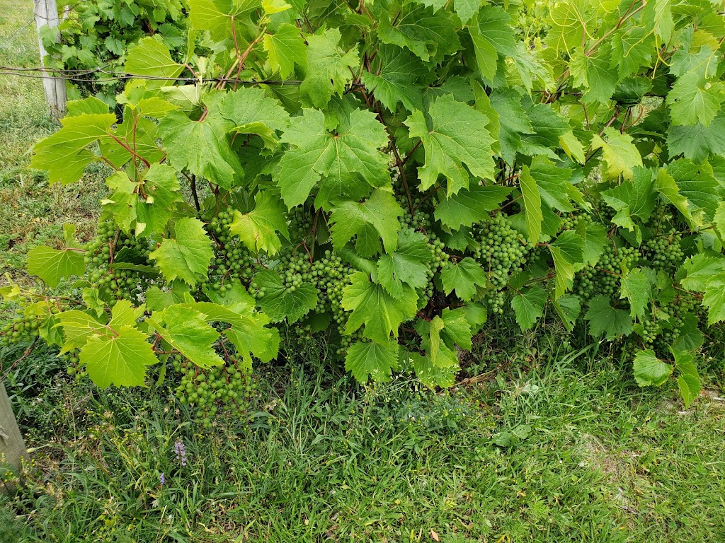 Vignoble Le Cep dArgent | 1257 Chem. de la Rivière, Magog, QC J1X 3W5, Canada | Phone: (819) 864-4441