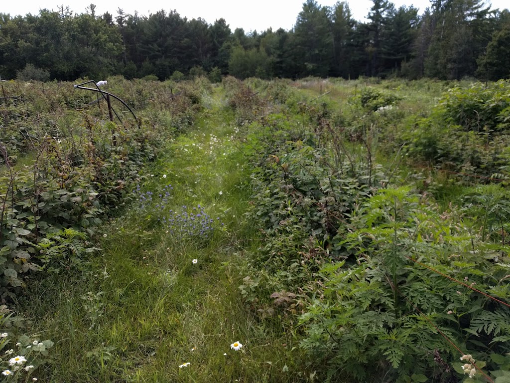 Als Electronic - Raspberry Farm | 398-410 Greenlake Rd, Pembroke, ON K8A 6W4, Canada | Phone: (613) 732-3240