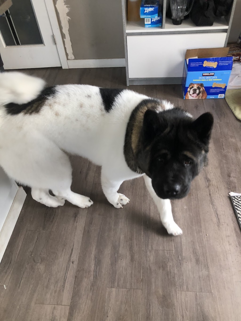 Hot Dogs Grooming Salon | 378 Ranch Ridge Ct, Strathmore, AB T1P 0A5, Canada | Phone: (403) 978-9410
