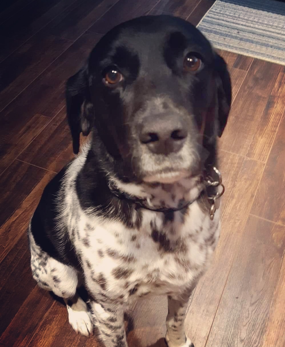 Mitchs Dog Grooming | 1038 Point Rd, White Lake, ON K0A 3L0, Canada | Phone: (613) 277-0386