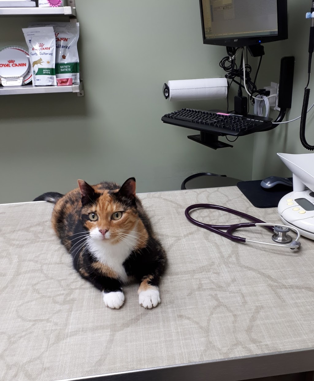 Maritime Animal Hospital (Moncton) | 1755 Main St, Moncton, NB E1E 1H2, Canada | Phone: (506) 389-2121