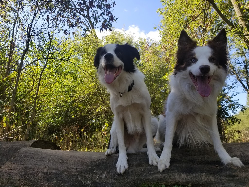 Stoney Creek Off-Leash Dog Park | 1343 Adelaide St N, London, ON N5X 1K1, Canada | Phone: (519) 661-2500 ext. 4570
