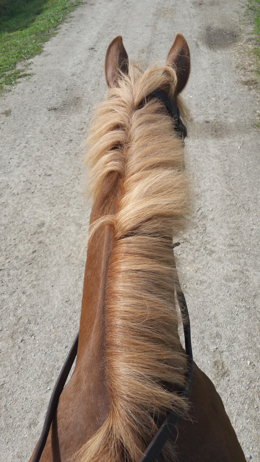 Mason Bluff Turf Farm | 6065 Mason Rd, Sechelt, BC V0N 3A8, Canada | Phone: (604) 885-4184