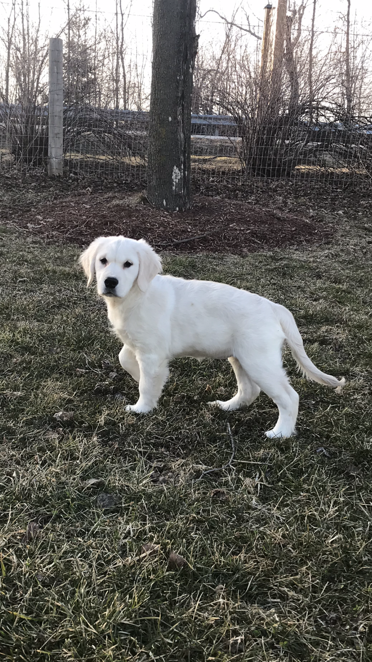 LoneStar Retrievers | 1078 Campbellville Rd, Campbellville, ON L0P 1B0, Canada | Phone: (905) 749-4349
